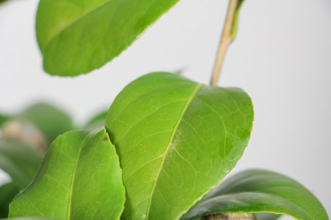 茶花的寓意是什么