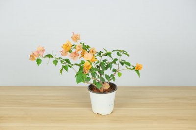 三角梅开花有何吉祥寓意？三角梅养护与风水讲究
