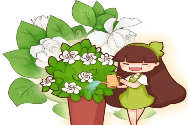 栀子3个月变老桩