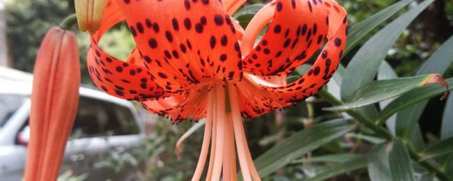 盆栽山丹丹花怎么养