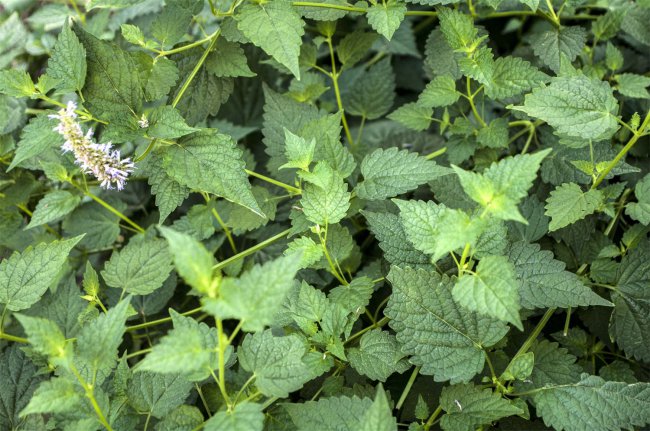 盆栽藿香种植方法