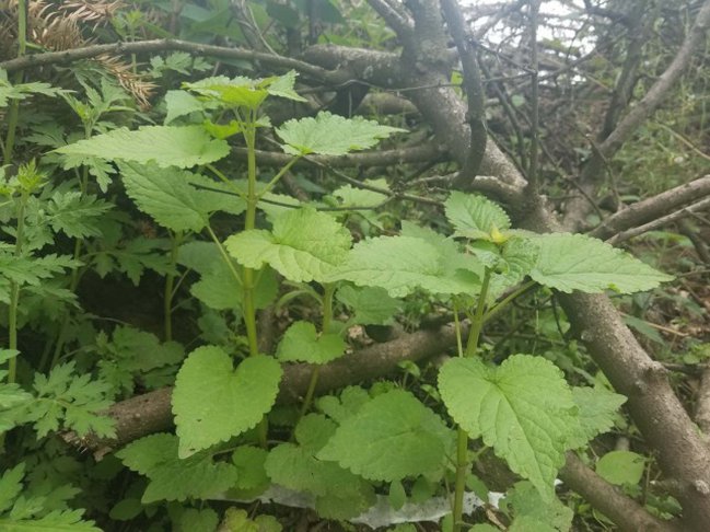 盆栽藿香种植方法
