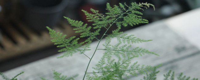 文竹开花有什么兆头