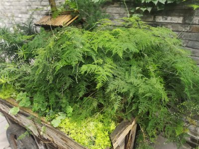 文竹开花兆头 文竹开花寓意与养护技巧