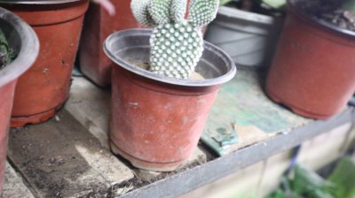 仙人掌能除甲醛吗 解析绿植净化空气真相