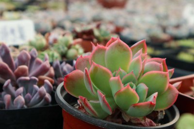 多肉叶片断裂怎么办 多肉植物补救技巧大全