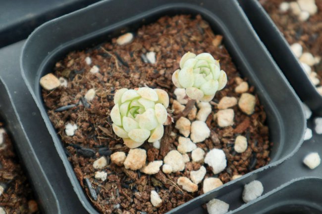 把多肉植物叶子弄断了怎么补救