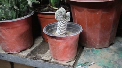 仙人掌怎么养肥厚 四步培育厚实肉质茎