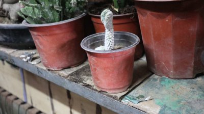 仙人掌养护 避开这些误区轻松养出健康植株