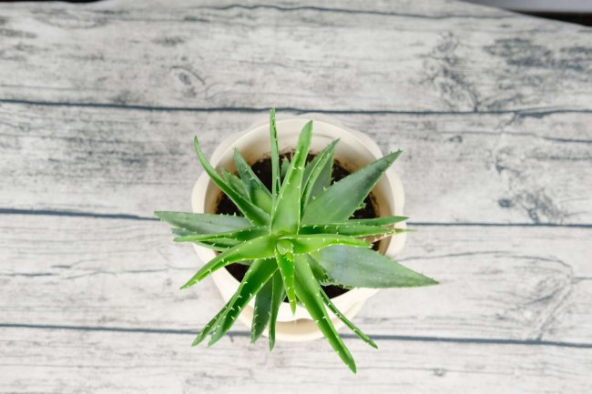 芦荟盆栽多少天浇一次水