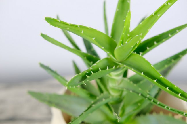 芦荟盆栽多少天浇一次水