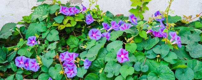 盆栽牵牛花多少天浇次水