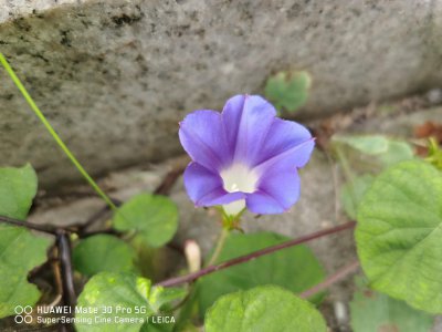 盆栽牵?；ㄑ?牵牛花浇水周期与技巧