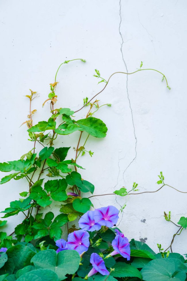 盆栽牵牛花多少天浇次水