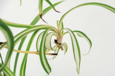 吊兰开花兆头解析 吊兰养护与风水寓意