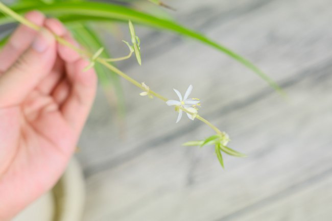 吊兰开花有什么兆头