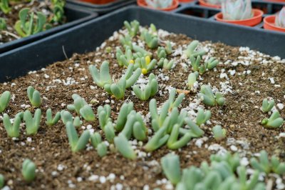 多肉植物安全解析 多肉毒性养护指南