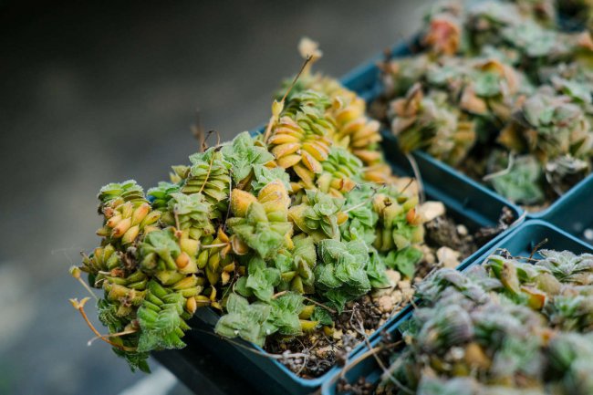多肉植物对人体有害吗