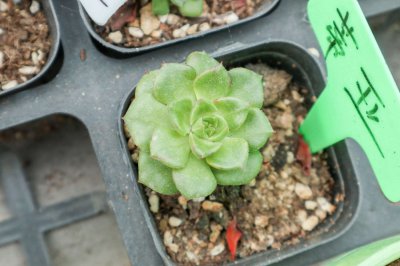 蒂亚爆盆技巧 多肉蒂亚爆盆养护方法