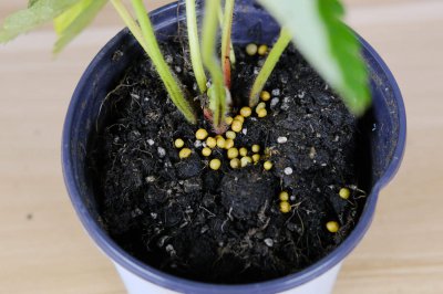 长寿花移栽易失败？关键操作要点助新生