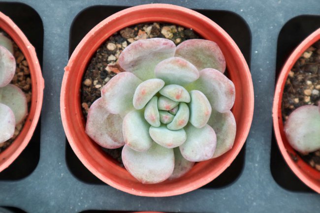 多肉的介绍