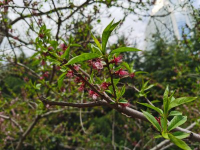 桃花有哪些独特生物特性 植物生长习性全解读