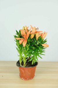 水仙百合藏着哪些情感密码 双生花语如何诉说人间情谊