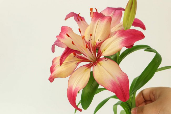 水仙百合花语
