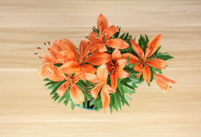 水仙百合花语