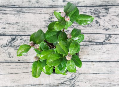 山茶花 形态特征与栽培品种花型全解