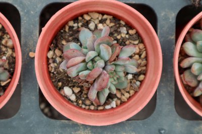 多肉掰叶子何时最合适 季节与状态双重判断标准