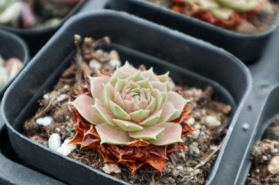 多肉浇水禁忌 新栽植株存活关键