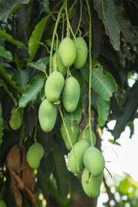 芒果怎么吃最美味 芒果食用技巧全解析