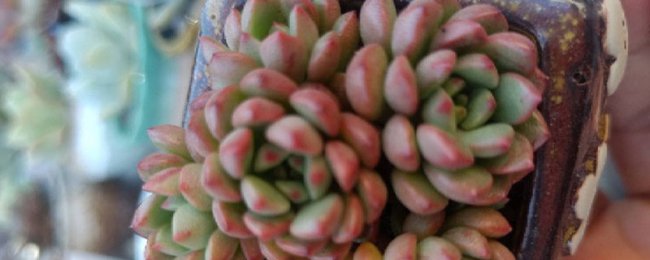 多肉红宝石好养吗