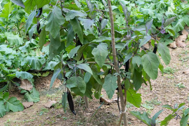 茄子怎么做好吃