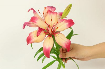百合花何时绽放最绚烂 品种与养护决定花期长度