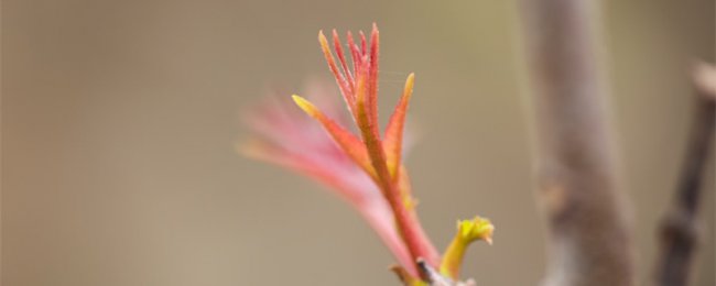 香椿芽怎么吃