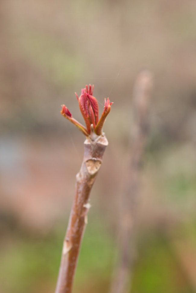 香椿芽怎么吃