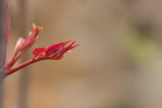香椿芽怎么吃