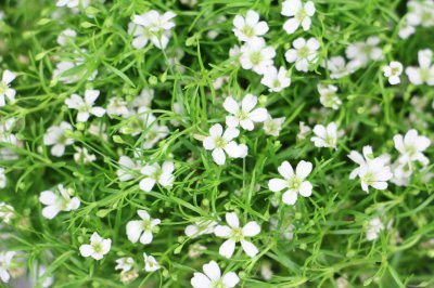 满天星会枯萎吗 盆栽鲜花干花养护差异