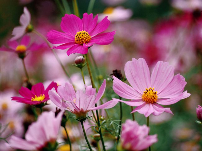 格桑花有毒吗