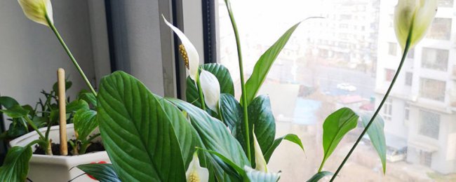 白掌有毒吗能放室内吗