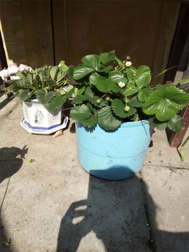 草莓怎么洗