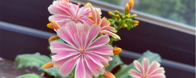 露薇花有毒吗