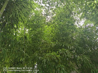 竹子为何能快速生长 揭秘竹子独特生态优势