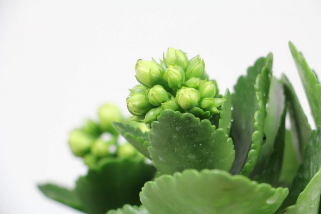 长寿花的特点