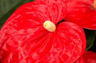红掌有何吉祥寓意 红掌风水花语全解析