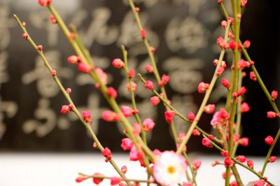 梅花为何凌寒绽放 全面解读生长密码