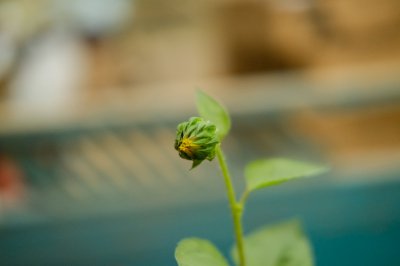向日葵生长奥秘 金黄花海养护诀窍