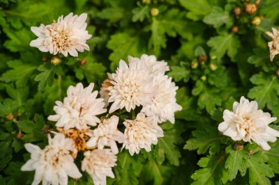 菊花特点 菊花的生长特性与文化象征